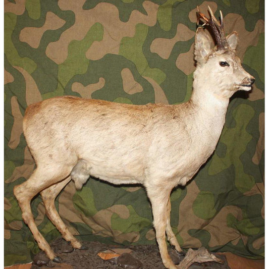 Utstoppet Rådyrbukk