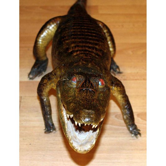 Utstoppet Ferskvannskrokodille