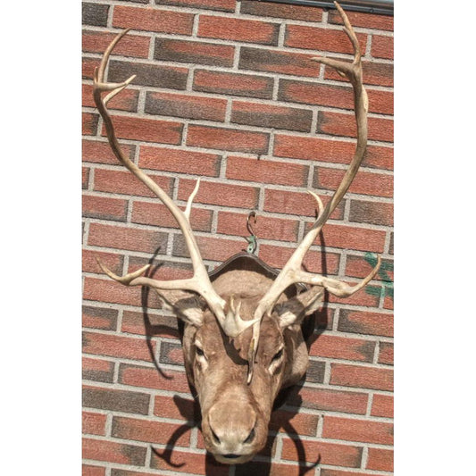 Reinsbukkhode utstoppet